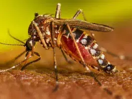 Iglesias evangélicas considera preocupante y alarmante situación epidemia del dengue