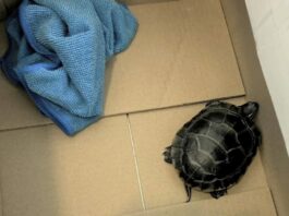 TSA Captura a Hombre Que Intentaba Pasar una Tortuga Viva Oculta en sus Pantalones en Aeropuerto de NJ