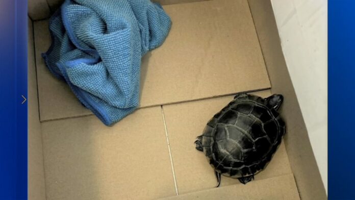 TSA Captura a Hombre Que Intentaba Pasar una Tortuga Viva Oculta en sus Pantalones en Aeropuerto de NJ