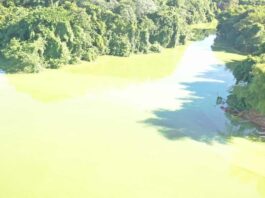 Medio Ambiente atribuye cambios en la presa de Hatillo al crecimiento de algas