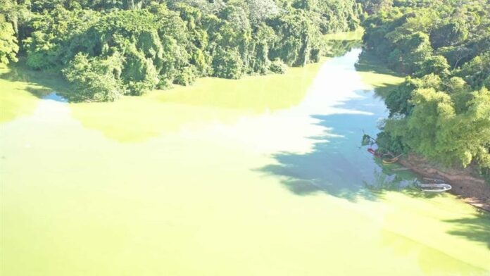 Medio Ambiente atribuye cambios en la presa de Hatillo al crecimiento de algas