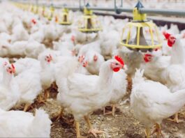 ADA dice que habrá 24.7 millones de unidades de pollo para Nochebuena