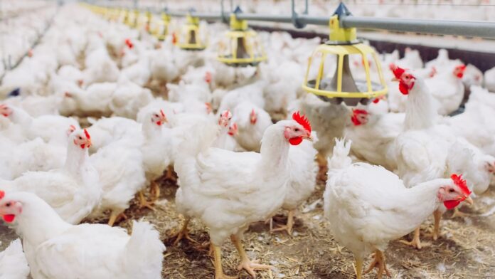 ADA dice que habrá 24.7 millones de unidades de pollo para Nochebuena