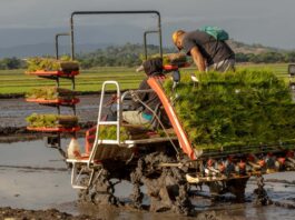 Inician proyecto de arroz sostenible para fortalecer la producción en el Bajo Yuna