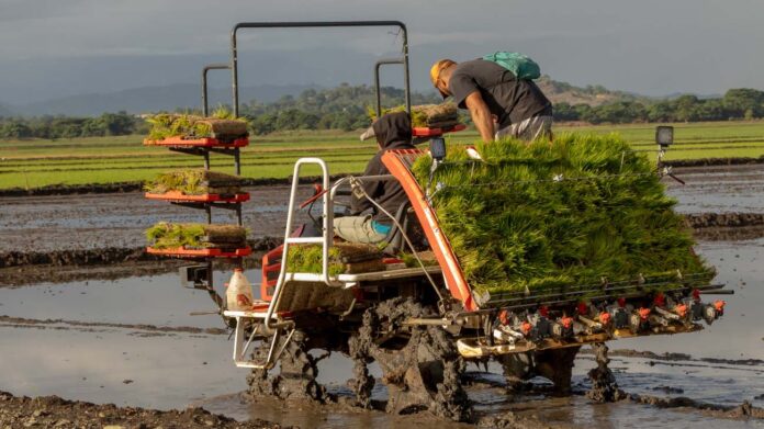 Inician proyecto de arroz sostenible para fortalecer la producción en el Bajo Yuna