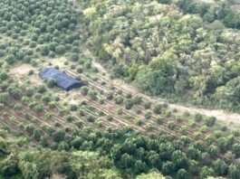 Ministerio Público y DNCD persiguen a tres hombres por cultivo de marihuana desmantelado en Baní