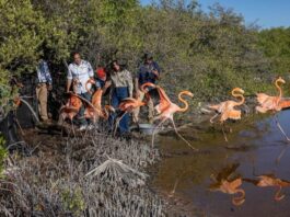 Zoológico dominicano libera 12 flamencos en Salinas de Baní