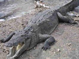 Defensa Civil confirma escape de cocodrilo americano en Puerto Plata
