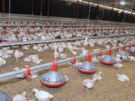 Avicultores garantizan pollos ni huevos subirán pese a crisis internacional