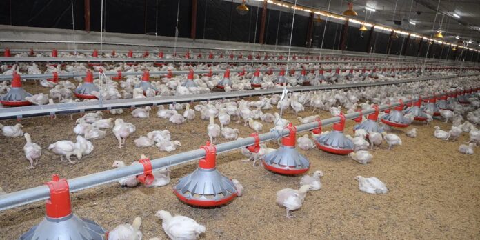 Avicultores garantizan pollos ni huevos subirán pese a crisis internacional