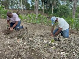 Medio Ambiente y Alcaldía realizan jornada de reforestación en zona depredada en Río Boyà
