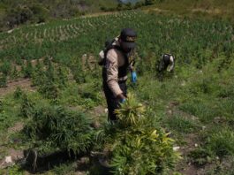 DNCD desmantela gran cultivo de marihuana en lomas de San José de 0coa DNCD desmantela gran cultivo de marihuana en lomas de san josé de ocoa