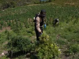 DNCD desmantela gran cultivo de marihuana en lomas de San José de 0coa DNCD desmantela gran cultivo de marihuana en lomas de san josé de ocoa