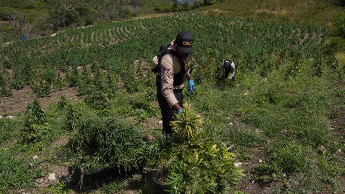 DNCD desmantela gran cultivo de marihuana en lomas de san josé de ocoa
