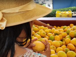 Agricultura refuerza medidas fitosanitarias para blindar y expandir la exportación de mango a EE. UU. y Europa