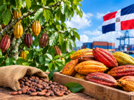 Cacao alcanza producción récord de 110 mil toneladas y exportaciones superan US$500 millones
