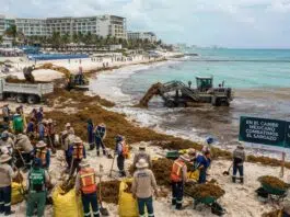 Hoteles del Caribe mexicano destinan hasta 30 millones de dólares anuales para combatir el sargazo