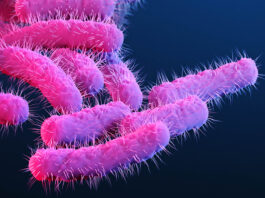 Aumentan los casos en EE. UU. de shigelosis, una bacteria estomacal transmitida por vía sexual y resistente a los tratamientos