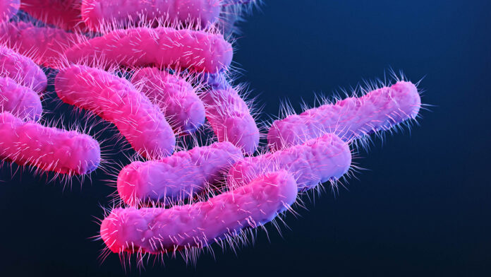 Aumentan los casos en EE. UU. de shigelosis, una bacteria estomacal transmitida por vía sexual y resistente a los tratamientos